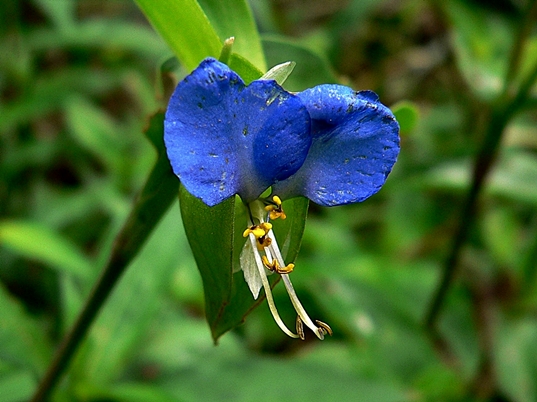 {Commelina communis}